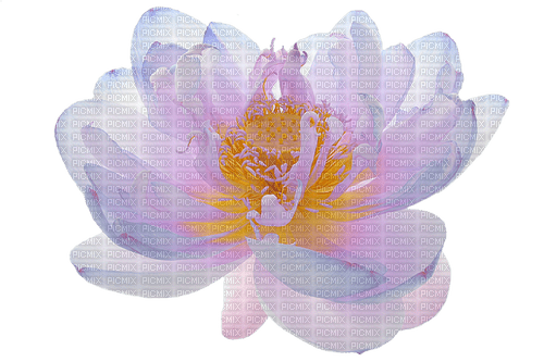 Lotus Flower - gratis png