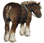 aze cheval s34 marron Brown blanc White - Zdarma animovaný GIF
