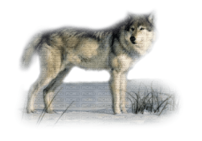 Tube Animaux Loup - ilmainen png