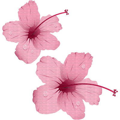 pink flowers - ücretsiz png