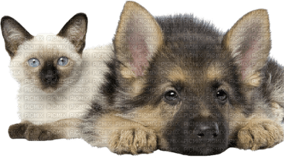 chat & chien - 免费PNG