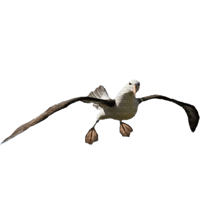 seagull - фрее пнг