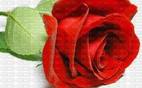rose rouge - Free PNG