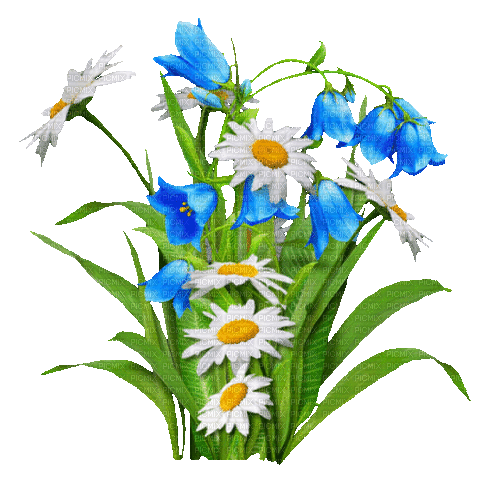 Animated.Flowers.Blue.White - By KittyKatLuv65 - GIF animado gratis
