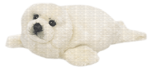 Seal.White - zadarmo png