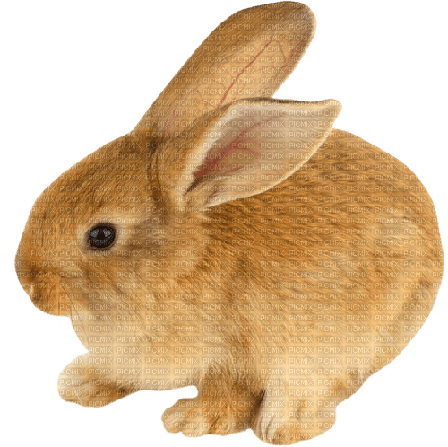 Bunny.Rabbit.Brown - ücretsiz png