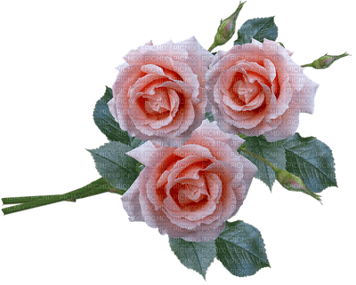 flower fleur kukka ruusu rose - png gratis