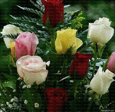 Rose - Ilmainen animoitu GIF