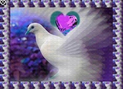 colombe - PNG gratuit