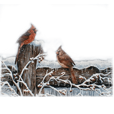 loly33 oiseaux noël  hiver - бесплатно png