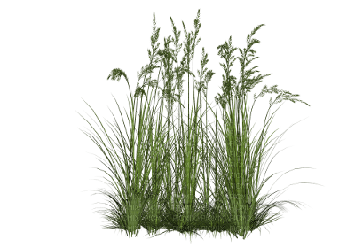 green grass png - nemokama png