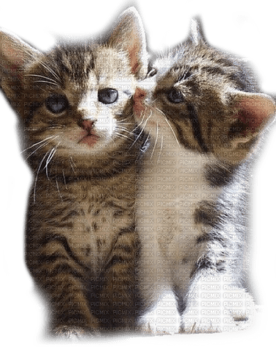 cats  love chats amour 🤍de tendresse