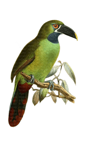 Vogel, Grün, Bird - Free PNG