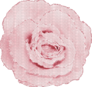 Pink rose animated Rox - Бесплатный анимированный гифка