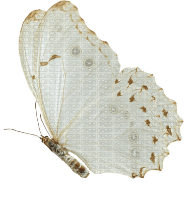 butterfly anastasia - бесплатно png