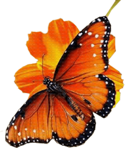 butterfly Bb2 - png grátis