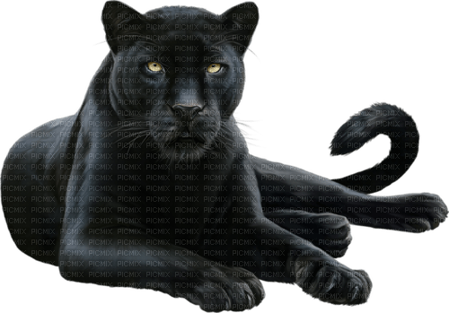 Panther - ücretsiz png