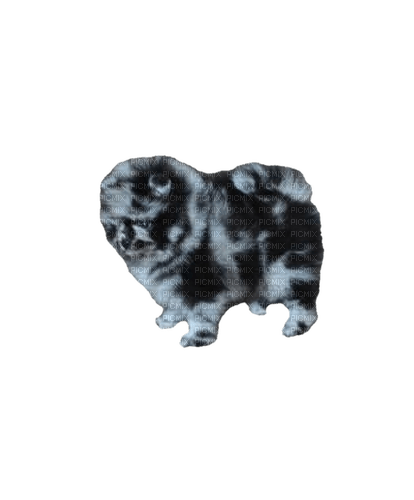 Pomeranian puppy - безплатен png