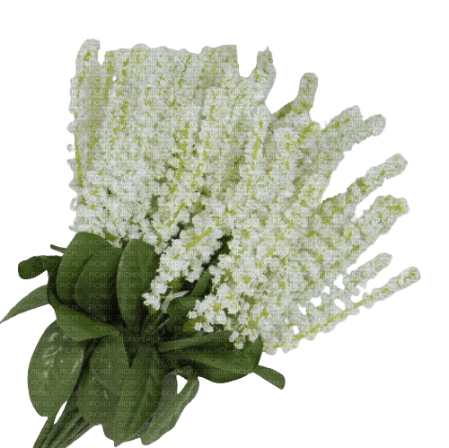 Veronica flowers - png ฟรี