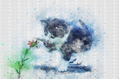 MMarcia aquarela gato fundo - gratis png
