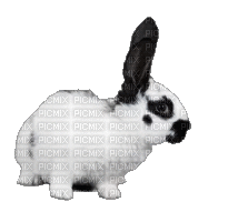 Bunny - Δωρεάν κινούμενο GIF