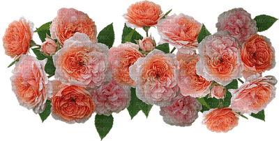 kukka, flower, fleur, rose, ruusu - zdarma png