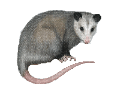 possum - PNG gratuit