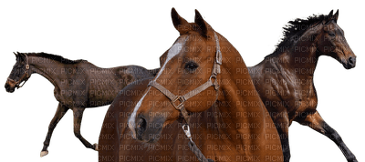 horse. horses bp - PNG gratuit
