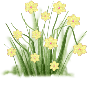 yellow flowers - PNG gratuit