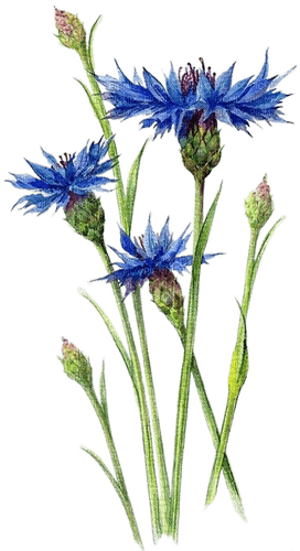 Blue.Flowers.Fleurs.Garden.Victoriabea - ücretsiz png