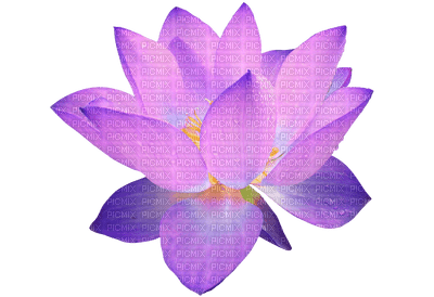 lotus flowers bp - бесплатно png