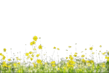 animated field with flowers - 無料のアニメーション GIF