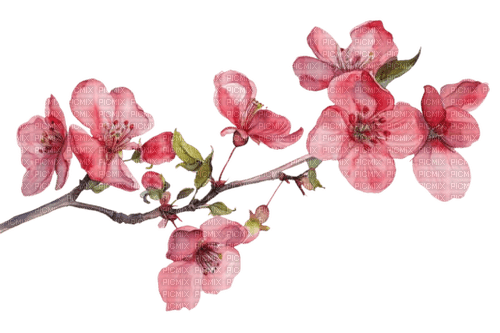 gałązka/kwiat wiśni - besplatni png