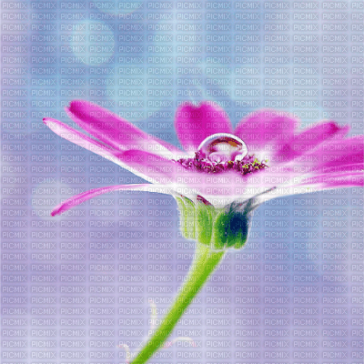 flower background - png gratis