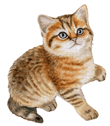 CAT - Animovaný GIF zadarmo