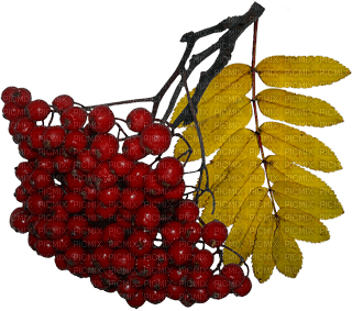 Herbst Beeren - png ฟรี
