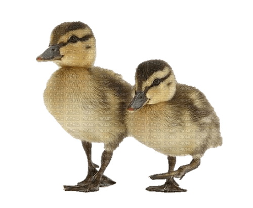 ducklings - PNG gratuit