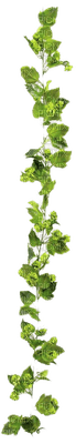 Pflanze - nemokama png