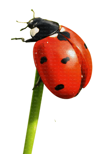 ladybug marienkäfer insect - png gratuito