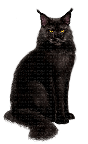 black cat by nataliplus - PNG gratuit
