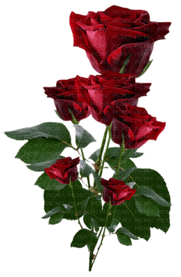 All My Roses - png gratuito