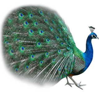 Peacock - png grátis