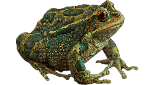 toad by nataliplus - besplatni png
