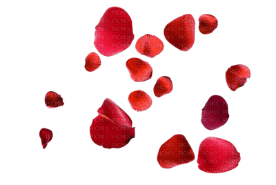 rose petals - darmowe png