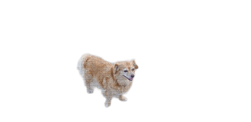 charmille _ animaux _ chien - безплатен png