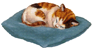 Cat, Katze - GIF animado gratis