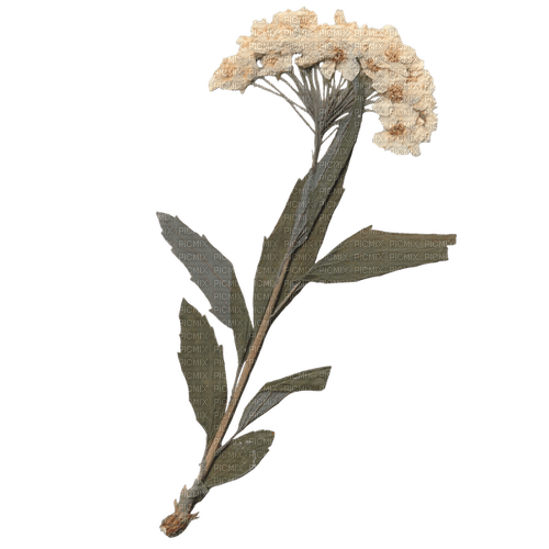 dried white flowers - zdarma png