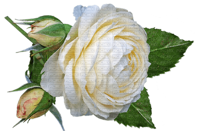 ruusu, rose, white, flower, fleur, kukka - безплатен png