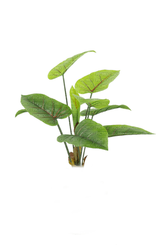 Planta color verde - gratis png