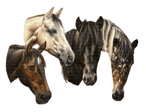 maj chevaux - ingyenes png